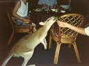 A kangaroo accepting a broccoli handout.